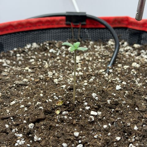 A-BPPR3 growlog photo: Day 2
