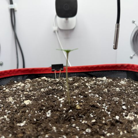 A-BPPR3 growlog photo: Day 3