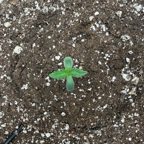 A-BPPR3 growlog photo: Day 3