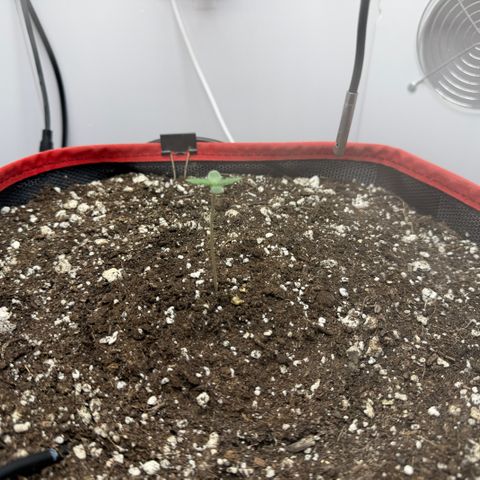 A-BPPR3 growlog photo: Day 3