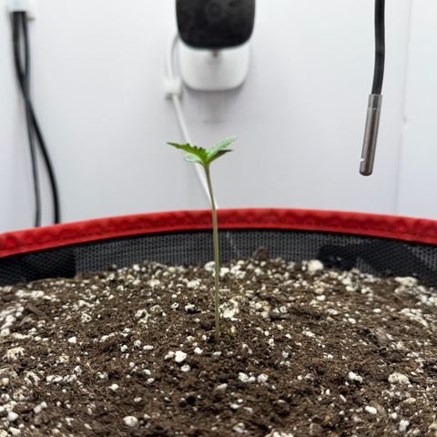 A-BPPR3 growlog photo: Day 4