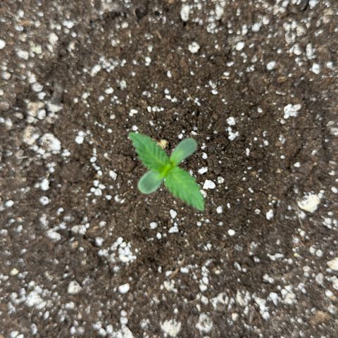 A-BPPR3 growlog photo: Day 4
