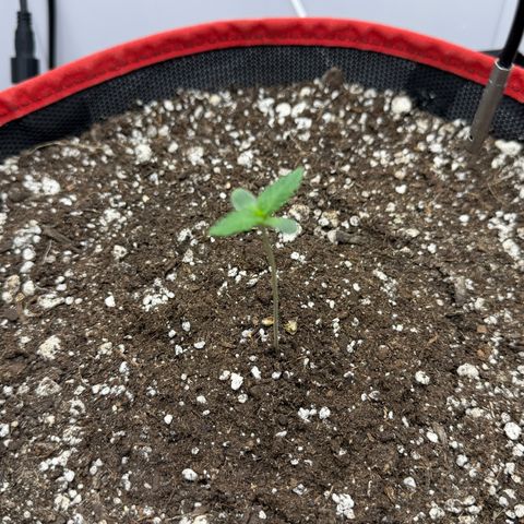 A-BPPR3 growlog photo: Day 4