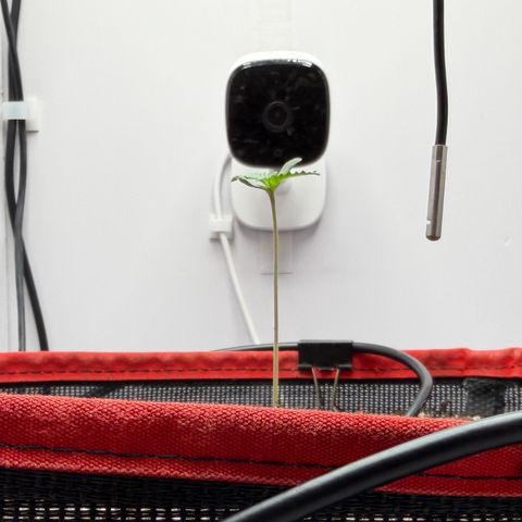 A-BPPR3 growlog photo: Day 4
