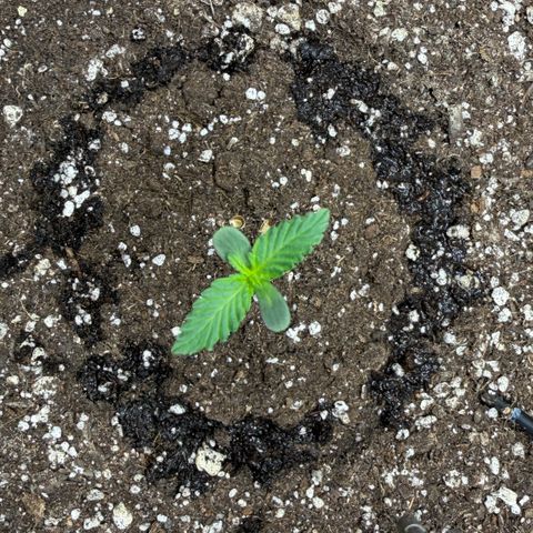 A-BPPR3 growlog photo: Day 4