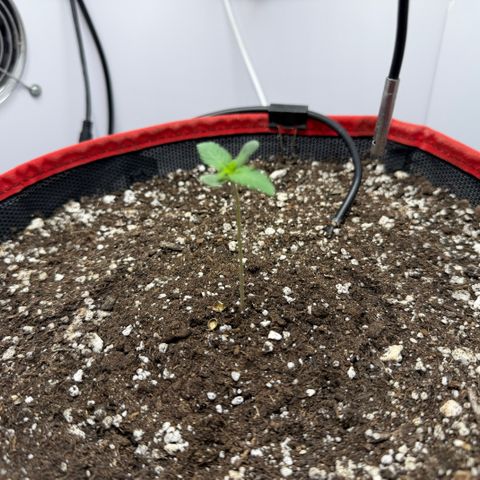 A-BPPR3 growlog photo: Day 4