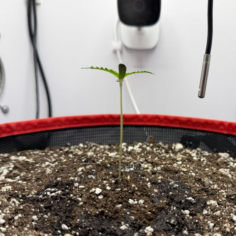 A-BPPR3 growlog photo: Day 5