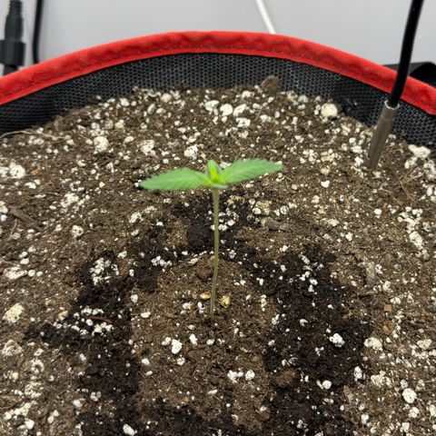 A-BPPR3 growlog photo: Day 5
