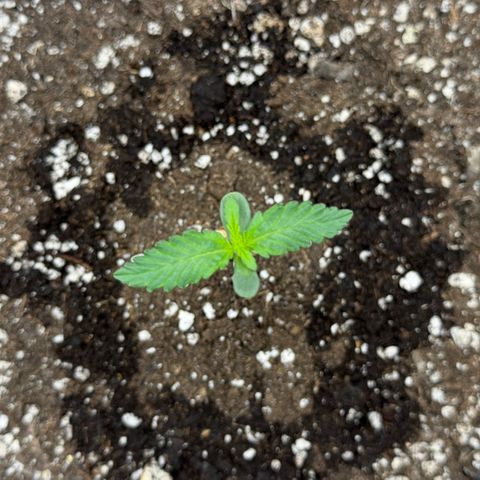 A-BPPR3 growlog photo: Day 5
