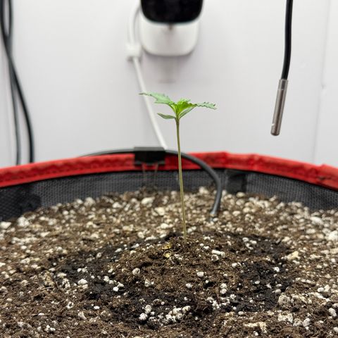 A-BPPR3 growlog photo: Day 6