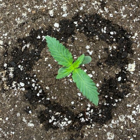 A-BPPR3 growlog photo: Day 6
