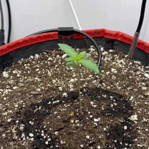 A-BPPR3 growlog photo: Day 6