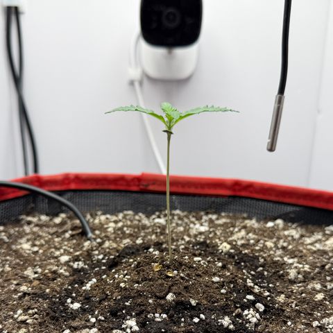 A-BPPR3 growlog photo: Day 7