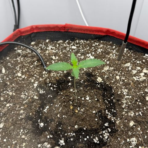A-BPPR3 growlog photo: Day 7