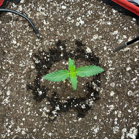 A-BPPR3 growlog photo: Day 7