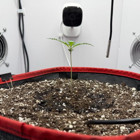 A-BPPR3 growlog photo: Day 8