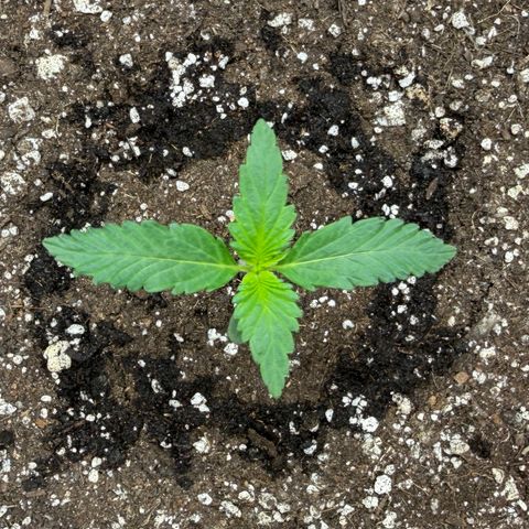 A-BPPR3 growlog photo: Day 8