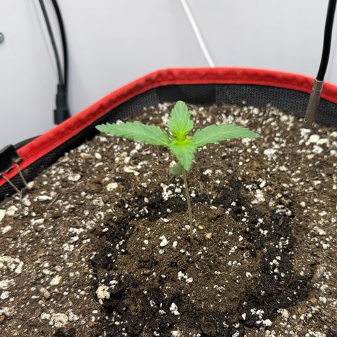 A-BPPR3 growlog photo: Day 8