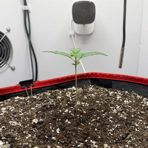 A-BPPR3 growlog photo: Day 9