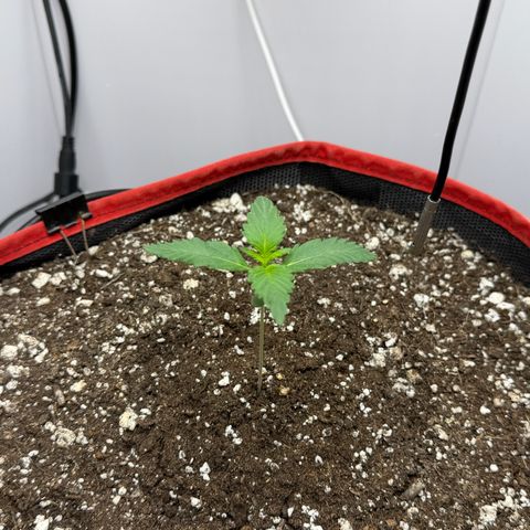 A-BPPR3 growlog photo: Day 9