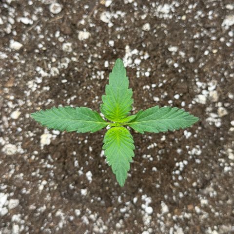 A-BPPR3 growlog photo: Day 9