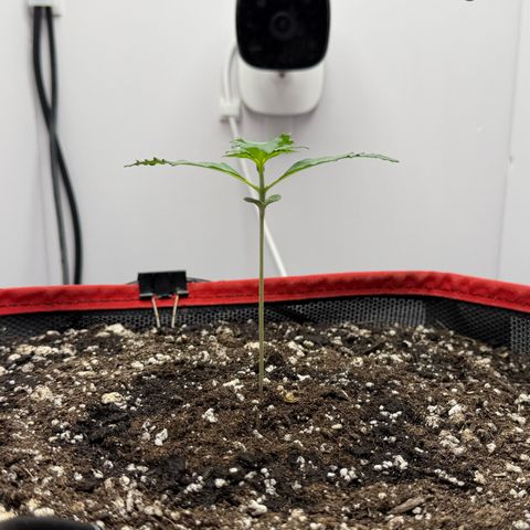 A-BPPR3 growlog photo: Day 10
