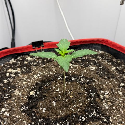 A-BPPR3 growlog photo: Day 10