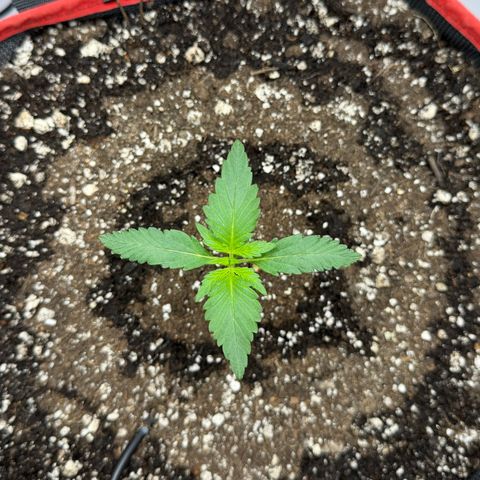 A-BPPR3 growlog photo: Day 10