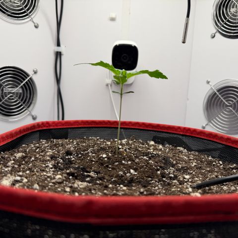 A-BPPR3 growlog photo: Day 11