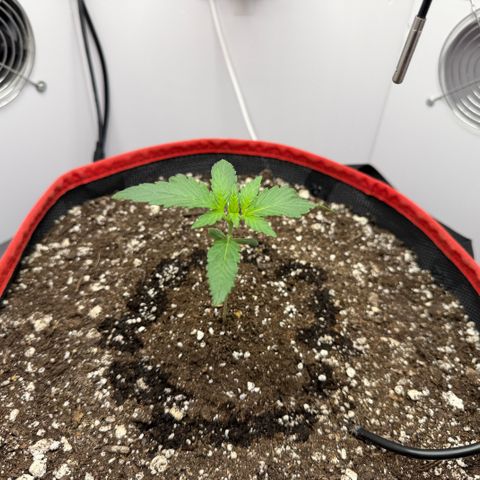 A-BPPR3 growlog photo: Day 11