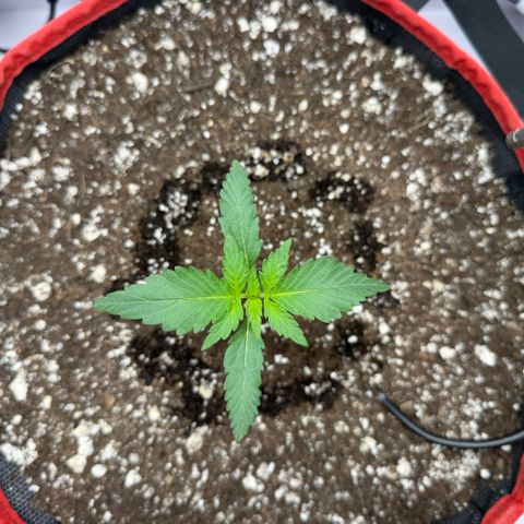 A-BPPR3 growlog photo: Day 11