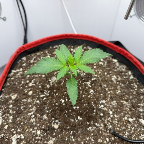 A-BPPR3 growlog photo: Day 12