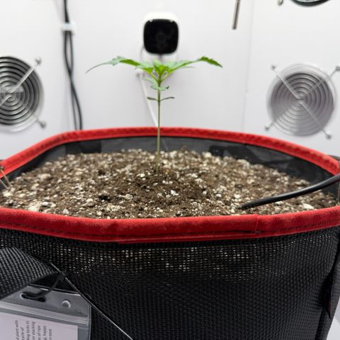 A-BPPR3 growlog photo: Day 12