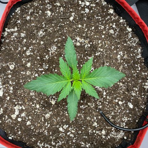 A-BPPR3 growlog photo: Day 12
