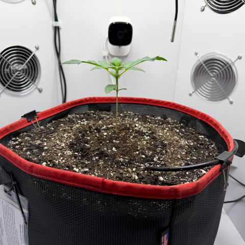 A-BPPR3 growlog photo: Day 13