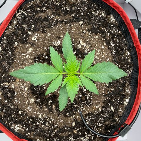 A-BPPR3 growlog photo: Day 13