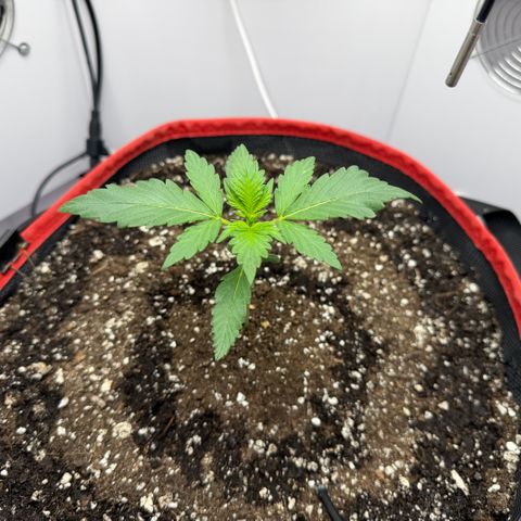 A-BPPR3 growlog photo: Day 13