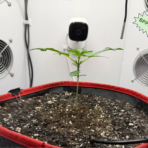 A-BPPR3 growlog photo: Day 14