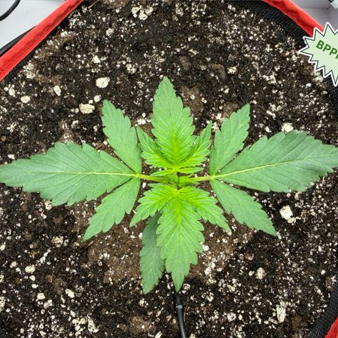 A-BPPR3 growlog photo: Day 14