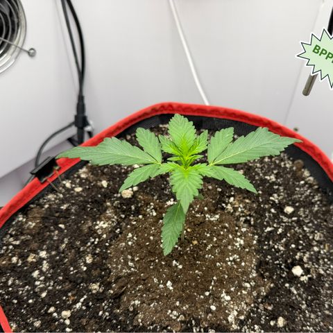 A-BPPR3 growlog photo: Day 14