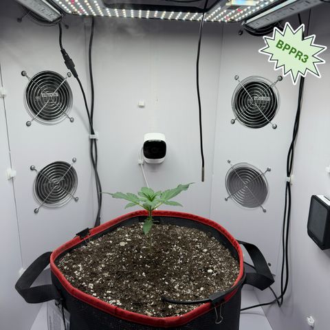 A-BPPR3 growlog photo: Day 15