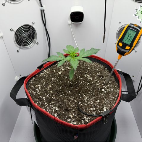 A-BPPR3 growlog photo: Day 15