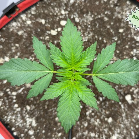 A-BPPR3 growlog photo: Day 15
