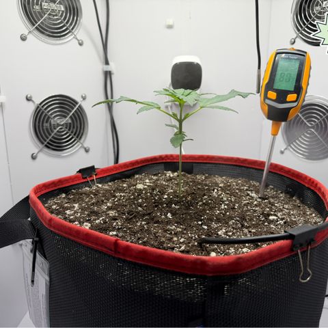 A-BPPR3 growlog photo: Day 15