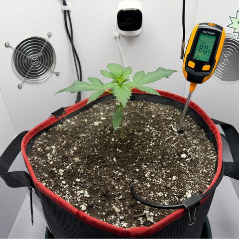 A-BPPR3 growlog photo: Day 15