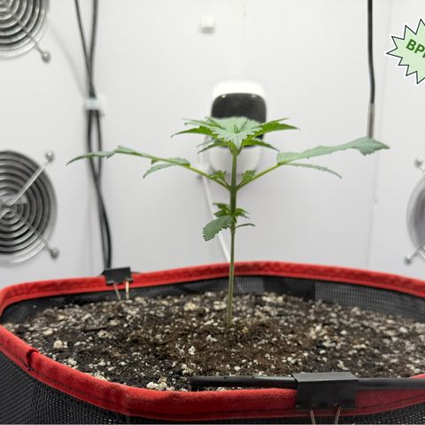 A-BPPR3 growlog photo: Day 16
