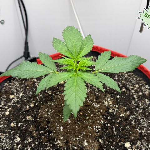 A-BPPR3 growlog photo: Day 16