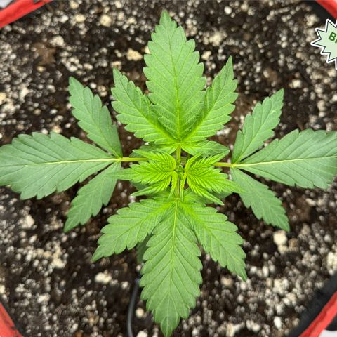 A-BPPR3 growlog photo: Day 16
