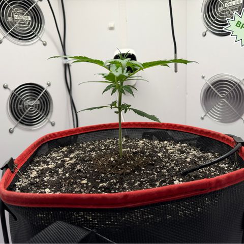 A-BPPR3 growlog photo: Day 18