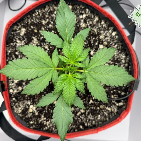 A-BPPR3 growlog photo: Day 18